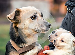 Adult dog and puppies in the hands of a man