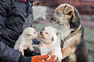 adult dog and puppies in the hands of a man