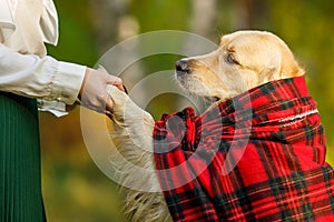 An adult dog retriever folded its paws into the girl`s hands farewell to the beloved dog