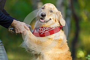 An adult dog`s paws that are holding a man`s hands looks into the frame on the neck with a red scarf