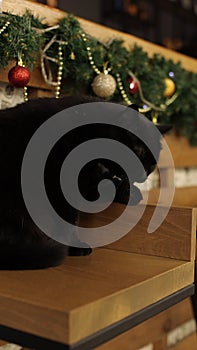 Adult domestic black cat is washes and licks its paw and cleans itself indoors on background of christmas decorations