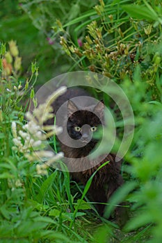 Adult domestic cat eating grass on the garden. Kitty sitting in grass and gnawing a branch stick