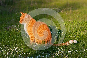 Adult domestic cat sitting in grass and daisies