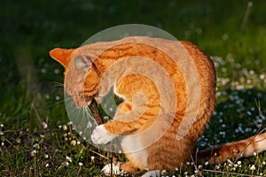 Adult domestic cat sitting in grass and gnawing a stick