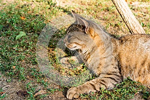 Adult domestic cat sunbathing in the garden