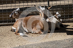 An adult Domestic Goat (Capra hircus) with two mini goats