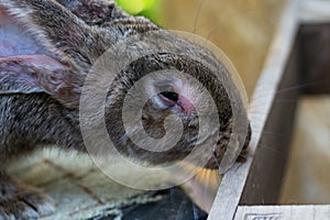 The adult domestic rabbit with myxomatosis