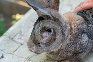 The adult domestic rabbit with myxomatosis