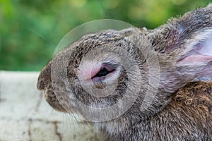 The adult domestic rabbit with myxomatosis