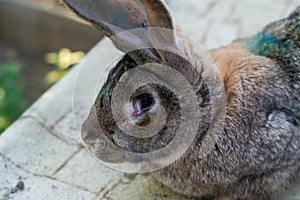 The adult domestic rabbit with myxomatosis