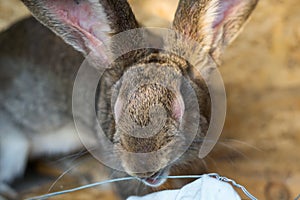 The adult domestic rabbit with myxomatosis