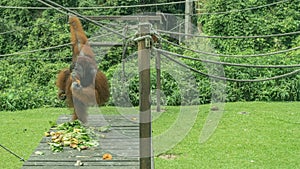 The adult dominant orangutan feeds. A furry animal holds bananas