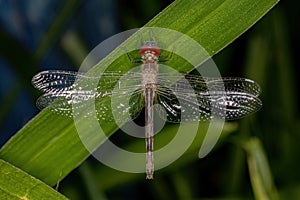 Adult Dragonfly Insect photo