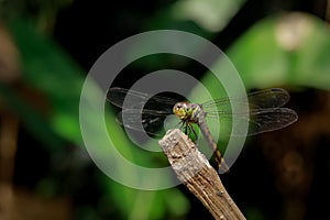 Adult dragonfly perched on the stick , animalwildlife macro photography