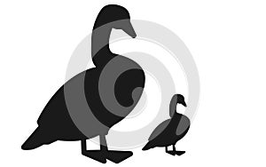 An adult duck and a duckling silhouette set against a white backdrop