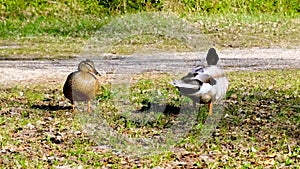 Adult duck, mallard competing to mate with a female, wildlife rivalry, courting