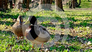 Adult duck, mallard competing to mate with a female, wildlife rivalry, courting