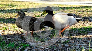 Adult duck, mallard competing to mate with a female, wildlife rivalry, courting