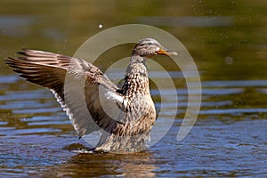 Adult duck standing with open wings