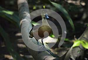 Adult duck standing on tree trunk