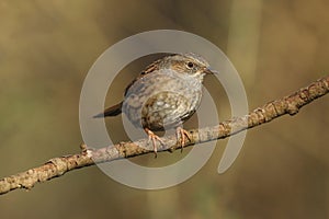 Adult dunnock, hedge sparrow, prunella modularis