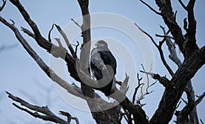 adult eagle perched on a tree
