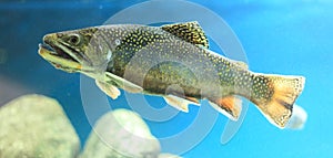 Eastern brook trout