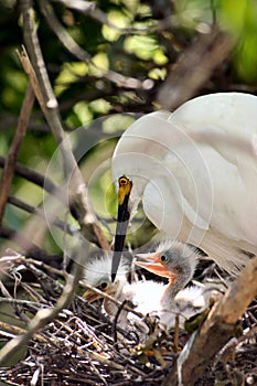 Adult egret with chicks