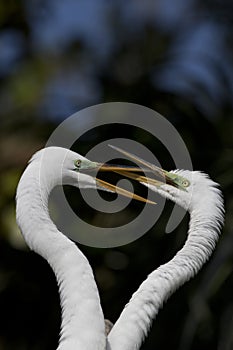 Adult egret pair playfully interlock beaks