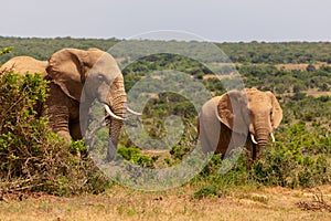 Adult elephant and baby elephant walking together in Addo National Park