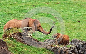 Adult elephant and calf in a green pasture