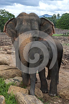 An adult elephant with a calf at the Pinnawala Elephant Orphanage in Sri Lanka.