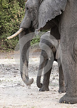 Adult elephant and calf together closeup