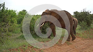 Adult elephant with his baby in african savanna walking near road, wild nature park animals adventures