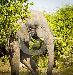 Adult Elephant Portrait