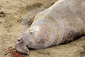 Adult elephant seal resting on the beach of San Simon, California