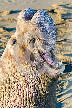Adult Elephant Seal