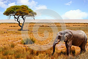 Adult elephant standing in the plains with an acacia tree in the