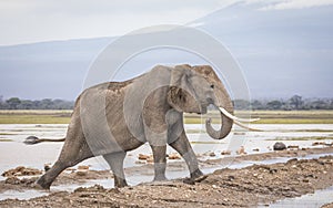Adult elephant walking in wet mud in Amboseli in Kenya