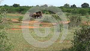 Adult elephants with his baby in african savanna walking near road, wild nature park animals adventures, herd