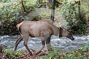 Adult Elk Doe