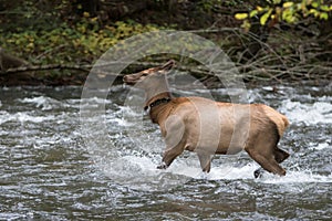 Adult Elk Doe