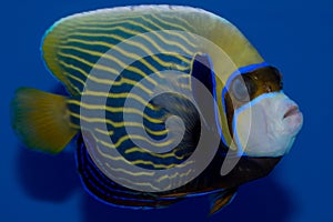 Adult Emperor Angelfish