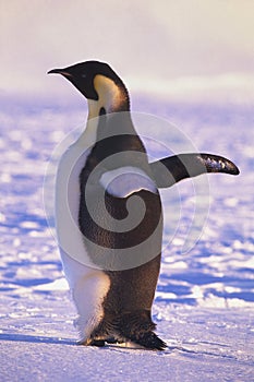 Adult Emperor penguin, Weddell Sea, Antarctica