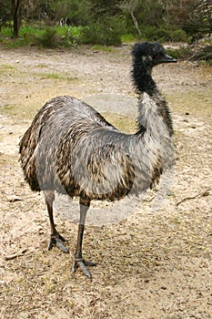 Adult emu (Dromaius novaehollandiae) photo