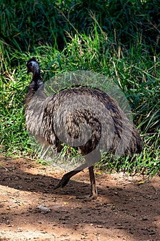 An adult emu walking back into the reeds