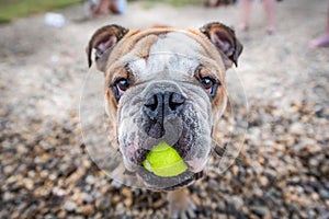 Adult english bulldog