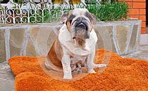 Adult English Bulldog dog sits on a dog bed outdoors and looks at the camera. Pets concept