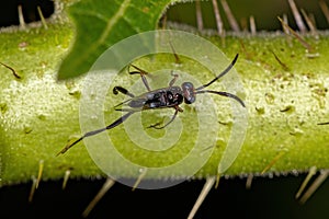 Adult Ensign Wasp photo