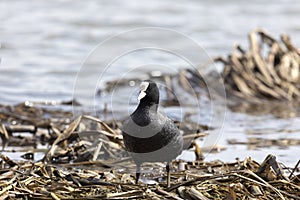 An adult Eurasian coot stands on old reeds on  lake